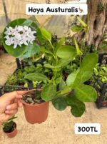 3'lü Beyaz Çiçekler Mum Çiçeği Seti (Hoya spp.) - Görsel 4
