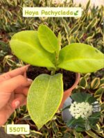 3'lü Beyaz Çiçekler Mum Çiçeği Seti (Hoya spp.) - Görsel 2