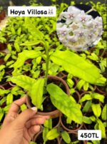 3'lü Hoya Damarlı Yapraklar Seti (Hoya spp.) - Görsel 3