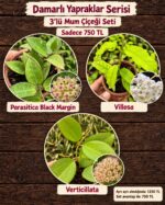 3'lü Hoya Damarlı Yapraklar Seti (Hoya spp.)