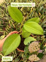 3'lü Hoya Damarlı Yapraklar Seti (Hoya spp.) - Görsel 2