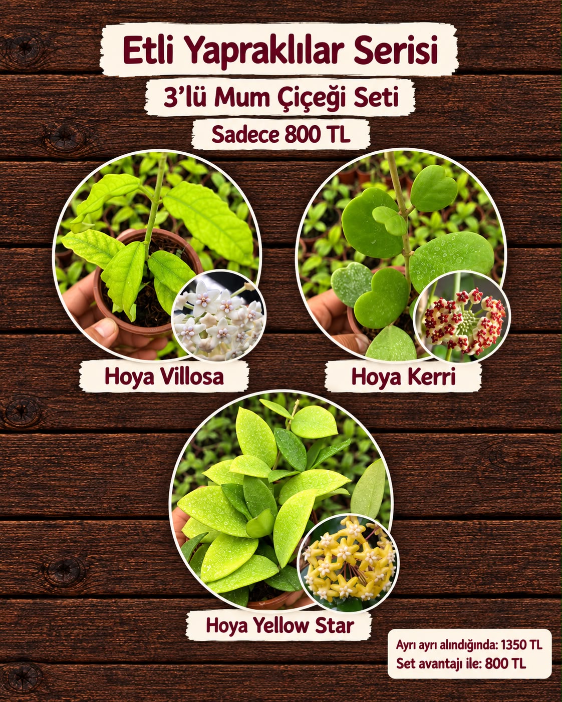 IMG-20261010-WA0003 3'lü Etli Yapraklılar Mum Çiçeği Seti (Hoya spp.) - Görsel 1