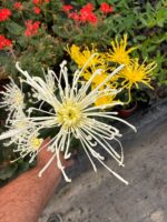 Hayalet Ahtapot Medium Boy Ahtapot Kasımpatı (Chrysanthemum × morifolium) - Görsel 5