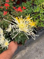 Hayalet Ahtapot Medium Boy Ahtapot Kasımpatı (Chrysanthemum × morifolium) - Görsel 2