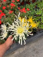 Hayalet Ahtapot Medium Boy Ahtapot Kasımpatı (Chrysanthemum × morifolium) - Görsel 4