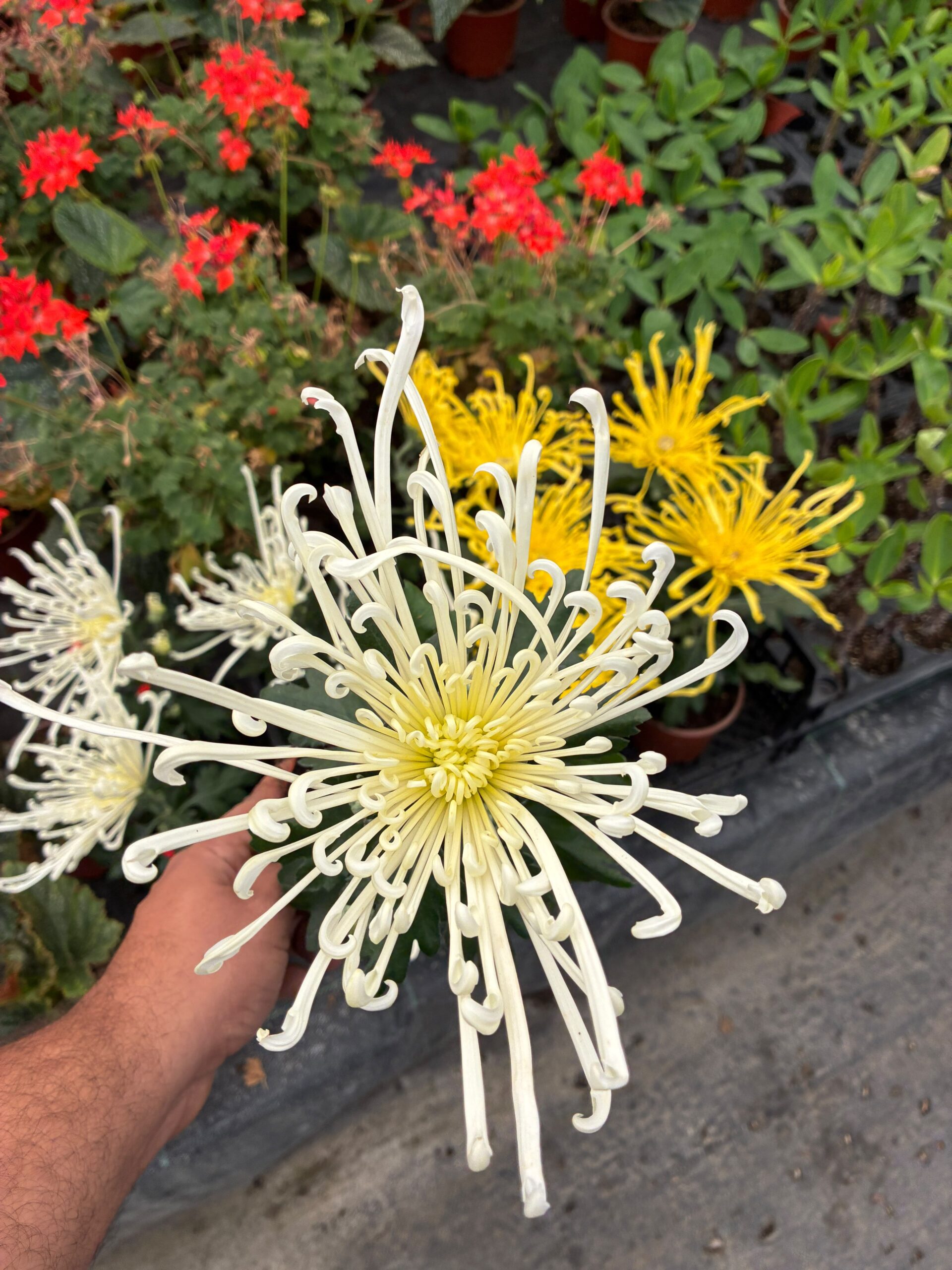 IMG-20261010-WA0223 Hayalet Ahtapot Medium Boy Ahtapot Kasımpatı (Chrysanthemum × morifolium) - Görsel 1