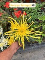 2'li Hayalet Ahtapot ve Korsan Ahtapot Medium Boy Kasımpatı Seti (Chrysanthemum × morifolium)