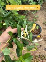 2'li Hanımeli Seti (Lonicera)