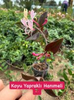2'li Hanımeli Seti (Lonicera) - Görsel 2