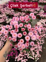 16'lı Medium Renkli Kasımpatı Seti (Chrysanthemum × morifolium)