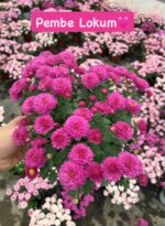 16'lı Medium Renkli Kasımpatı Seti (Chrysanthemum × morifolium) - Görsel 2