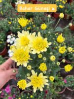 16'lı Medium Renkli Kasımpatı Seti (Chrysanthemum × morifolium) - Görsel 4