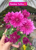 16'lı Medium Renkli Kasımpatı Seti (Chrysanthemum × morifolium) - Görsel 6