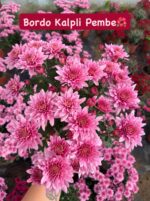 16'lı Medium Renkli Kasımpatı Seti (Chrysanthemum × morifolium) - Görsel 9