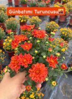 16'lı Medium Renkli Kasımpatı Seti (Chrysanthemum × morifolium) - Görsel 12