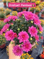 16'lı Medium Renkli Kasımpatı Seti (Chrysanthemum × morifolium) - Görsel 13