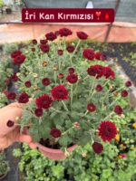 16'lı Medium Renkli Kasımpatı Seti (Chrysanthemum × morifolium) - Görsel 15