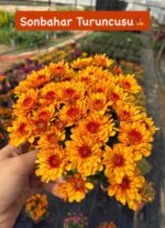 16'lı Medium Renkli Kasımpatı Seti (Chrysanthemum × morifolium) - Görsel 17