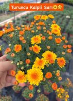 10'lu Medium Kasımpatı Seti (Chrysanthemum × morifolium) - Görsel 6