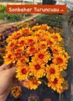10'lu Medium Kasımpatı Seti (Chrysanthemum × morifolium) - Görsel 7
