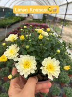 10'lu Medium Kasımpatı Seti (Chrysanthemum × morifolium) - Görsel 5