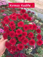 10'lu Medium Kasımpatı Seti (Chrysanthemum × morifolium) - Görsel 4