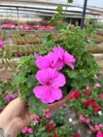 Şeker Pembe Askılı Saksıda XL Boy Sakız Sardunya (Pelargonium peltatum) - Görsel 4