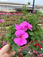 Şeker Pembe Askılı Saksıda XL Boy Sakız Sardunya (Pelargonium peltatum)