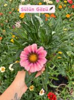 Gazanya 5'li Full Seti (Gazania rigens)