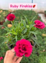2'li Karanfil Seti (Dianthus caryophyllus)