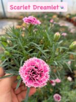 2'li Karanfil Seti (Dianthus caryophyllus) - Görsel 2
