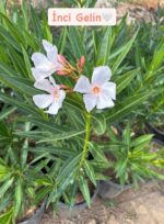 Zakkum 2'li İnci Gelin ve Kızıl Kadife Seti (Nerium oleander)