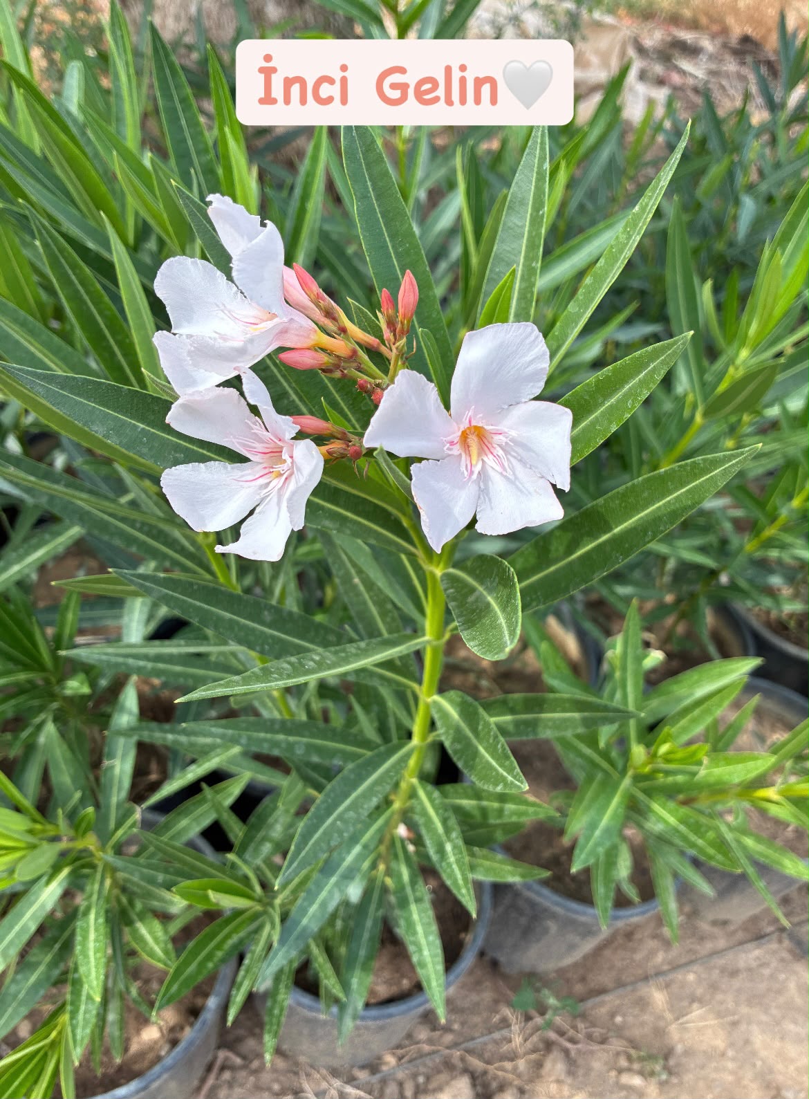 IMG-20261014-WA0074 Zakkum 2'li İnci Gelin ve Kızıl Kadife Seti (Nerium oleander) - Görsel 1