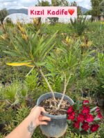 Zakkum 2'li İnci Gelin ve Kızıl Kadife Seti (Nerium oleander) - Görsel 2