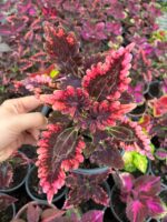 Aşk Damlası Yaprak Güzeli (Coleus blumei) - Görsel 5