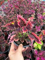 Aşk Damlası Yaprak Güzeli (Coleus blumei) - Görsel 3