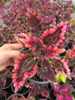 Aşk Damlası Yaprak Güzeli (Coleus blumei)