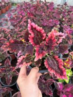 Aşk Damlası Yaprak Güzeli (Coleus blumei) - Görsel 2