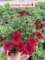 7'li Large Boy Kasımpatı Seti (Chrysanthemum × morifolium) - Görsel 3