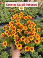 7'li Large Boy Kasımpatı Seti (Chrysanthemum × morifolium) - Görsel 2