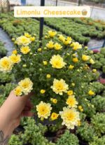 7'li Large Boy Kasımpatı Seti (Chrysanthemum × morifolium) - Görsel 8