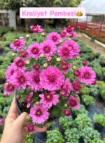 7'li Large Boy Kasımpatı Seti (Chrysanthemum × morifolium) - Görsel 7