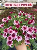 7'li Large Boy Kasımpatı Seti (Chrysanthemum × morifolium) - Görsel 6