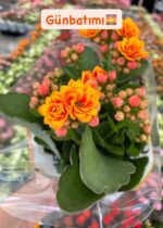 5'li Kalanşo Çiçeği Full Set (Kalanchoe blossfeldiana) - Görsel 5