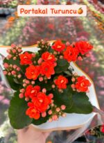 5'li Kalanşo Çiçeği Full Set (Kalanchoe blossfeldiana) - Görsel 3