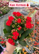 5'li Kalanşo Çiçeği Full Set (Kalanchoe blossfeldiana) - Görsel 2