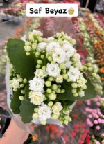5'li Kalanşo Çiçeği Full Set (Kalanchoe blossfeldiana) - Görsel 4