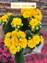 5'li Kalanşo Çiçeği Full Set (Kalanchoe blossfeldiana)