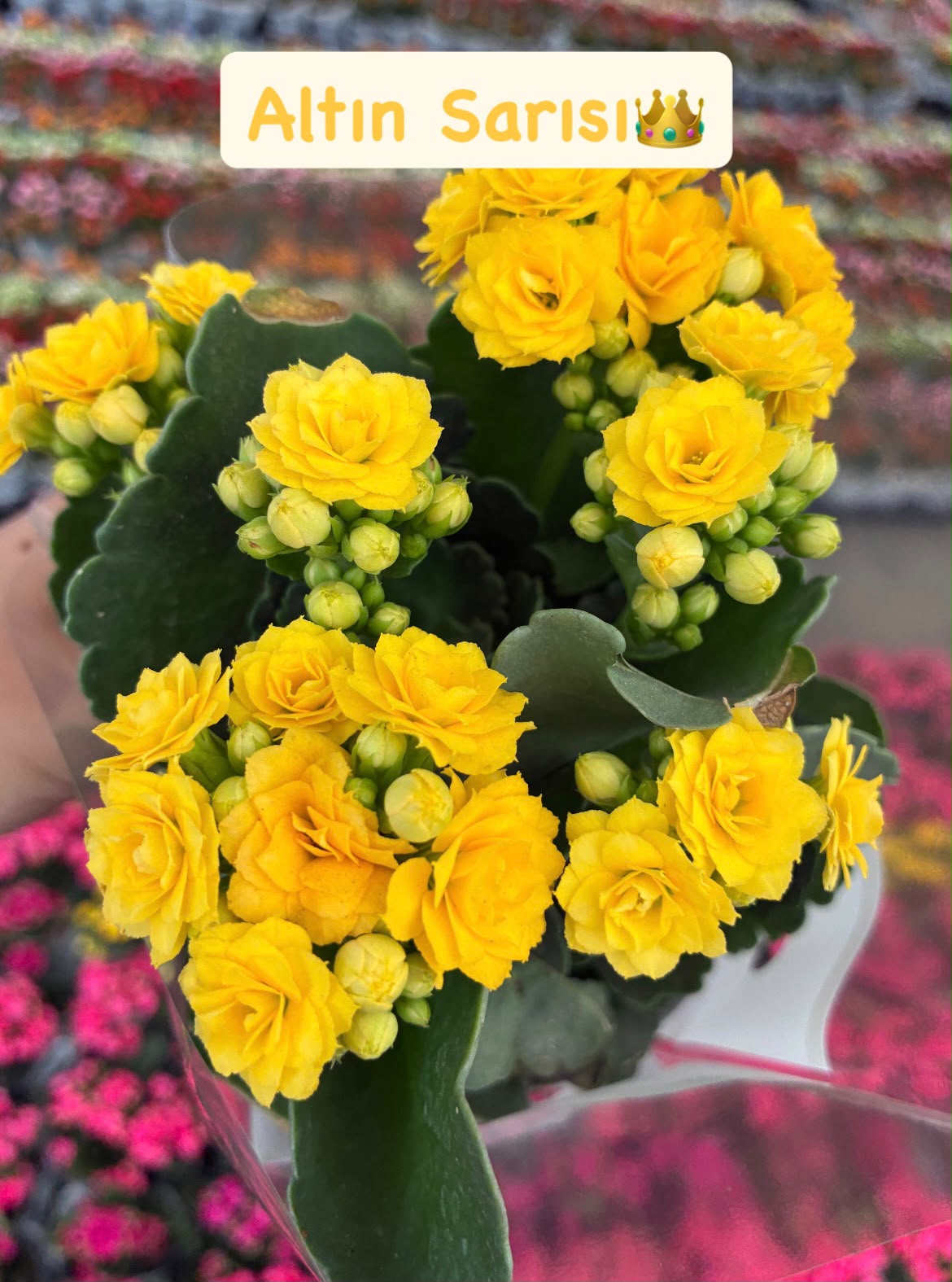 IMG-20261015-WA0046 5'li Kalanşo Çiçeği Full Set (Kalanchoe blossfeldiana) - Görsel 1