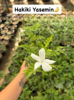 Dayanıklı Yasemin Seti (Jasminum officinale, Jasminum mesnyi, Trachelospermum jasminoides) - Görsel 4